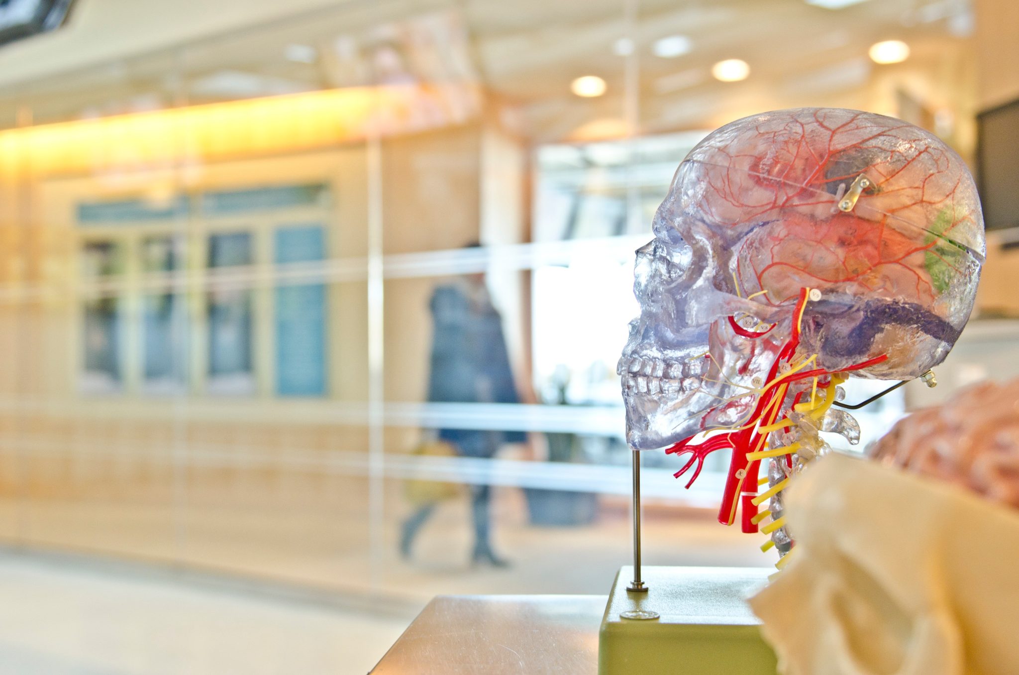 Replica of the human brain