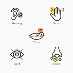 Illustration of the five human senses