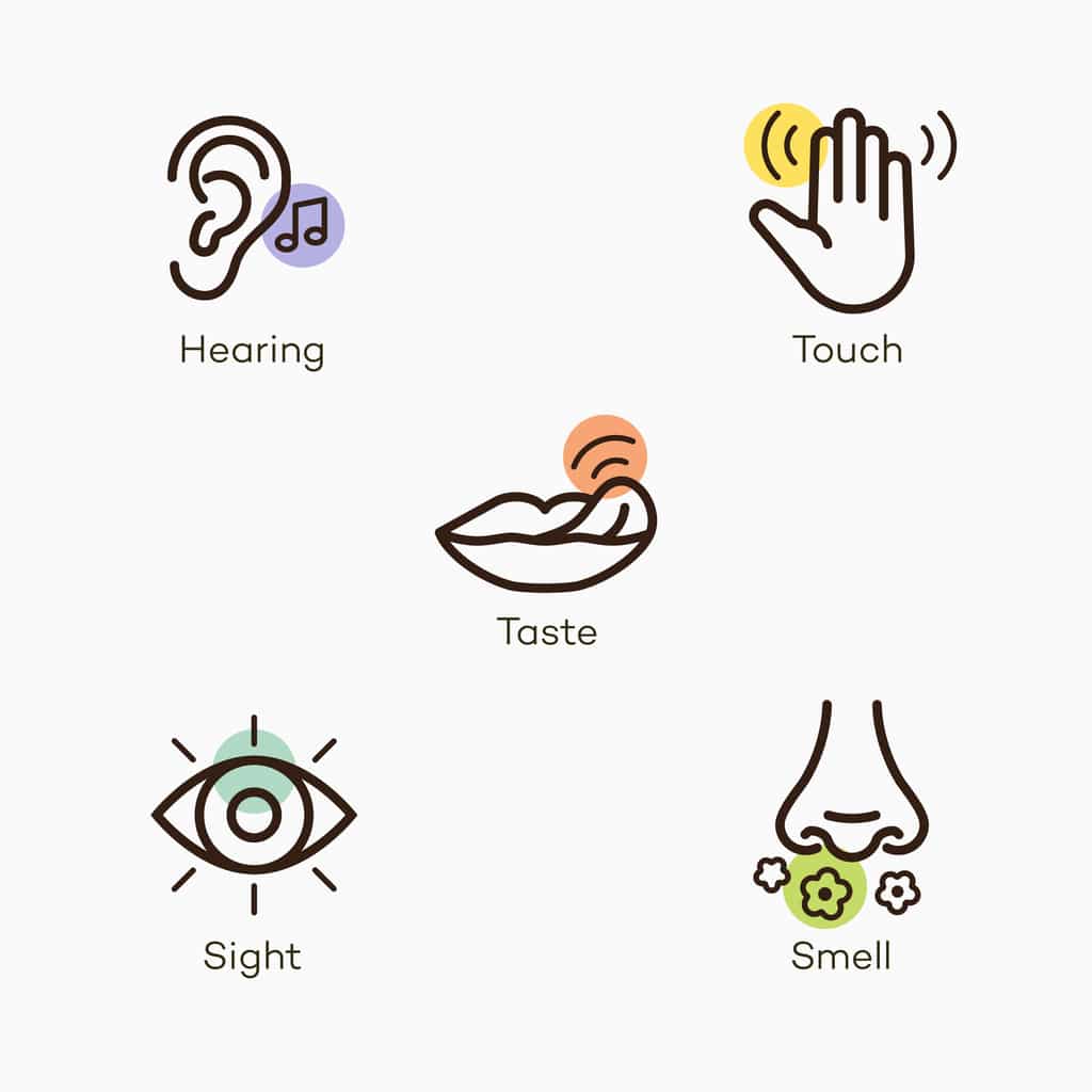 Illustration of the five human senses.